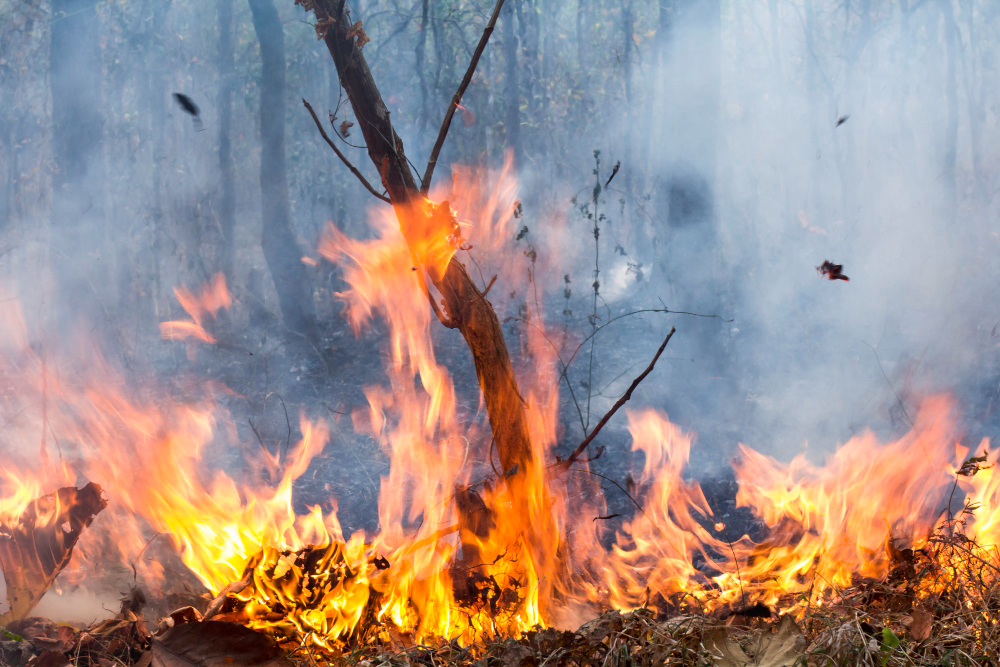 Incendio in una palazzina, evacuate diverse famiglie