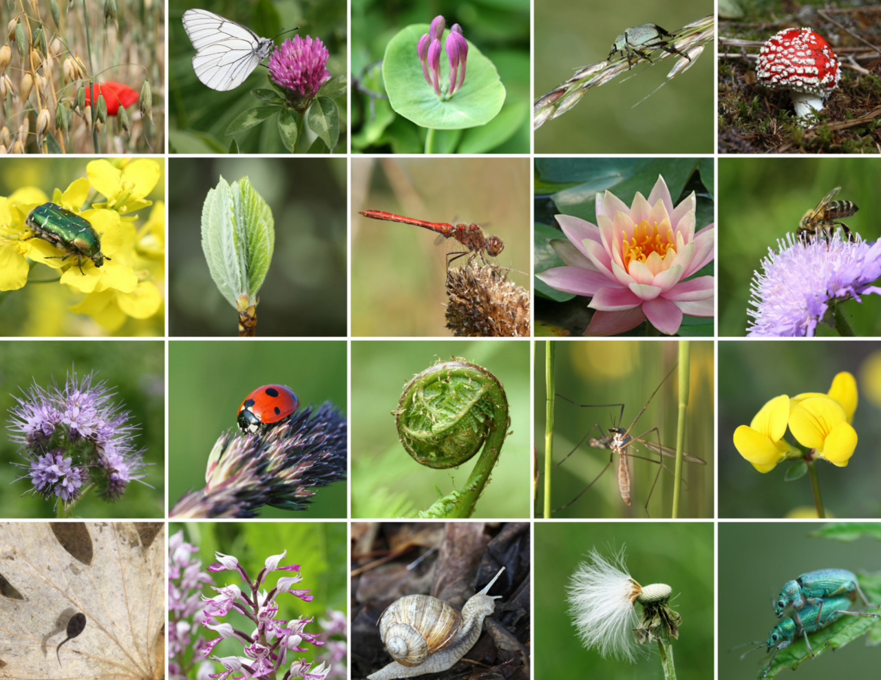 Agrotech, visita tra biodiversità e cultura rurale