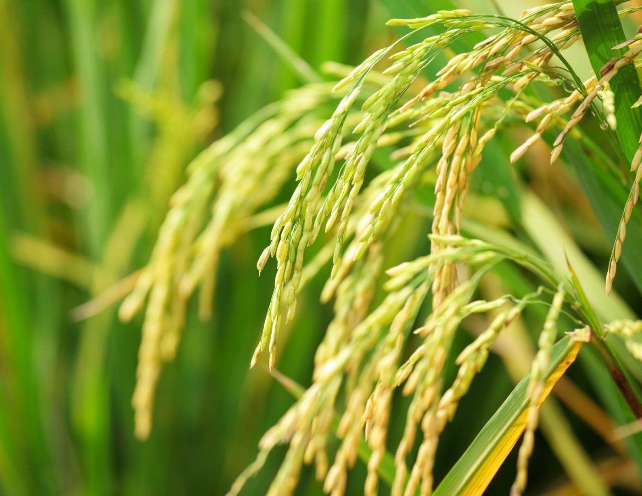 Siccità, l’agronomo: «In risicoltura l’acqua va gestita»