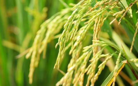 Siccità, l’agronomo: «In risicoltura l’acqua va gestita»
